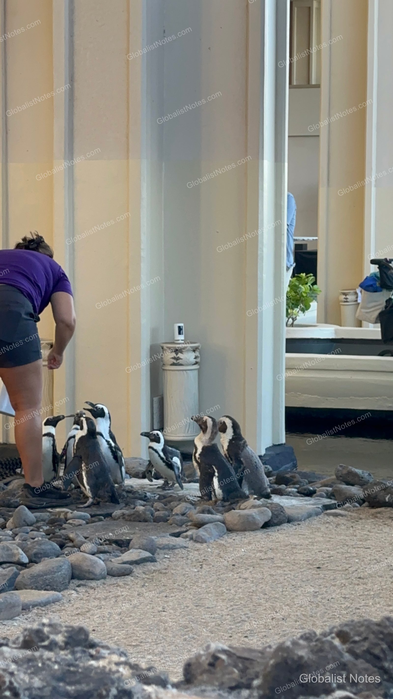 A staff member stands near a group of penguins walking on a gravel path in an outdoor area at the Hyatt Regency Maui Resort and Spa.