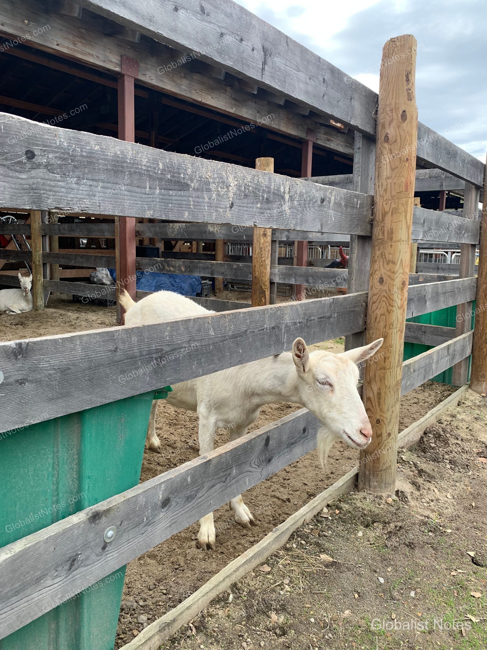 Carmel Valley Ranchの牧場の柵の中にいる2頭の白いヤギ。1頭は柵のそばに立ち、もう1頭は木陰で休んでいます。