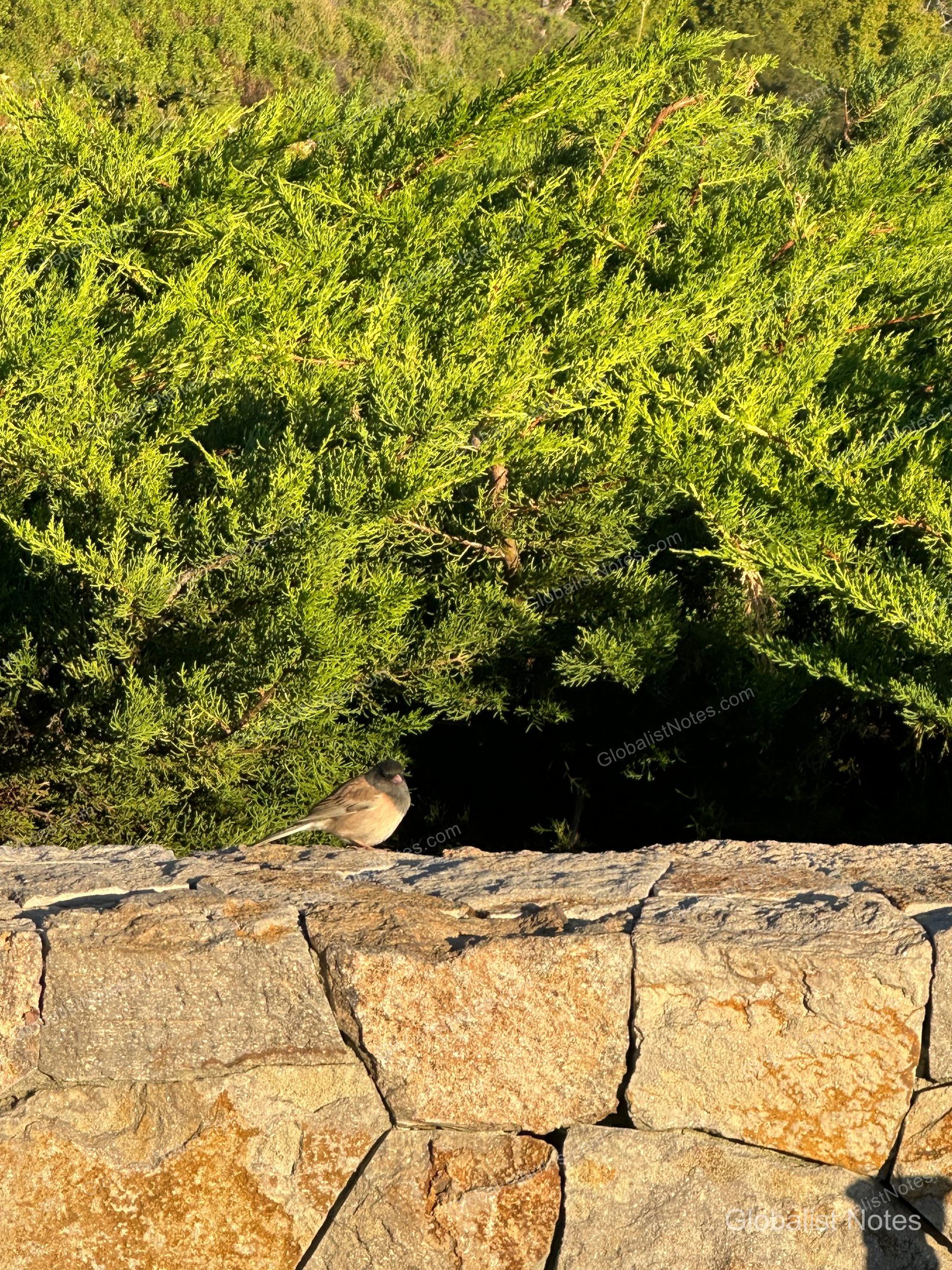 A small bird perched on a stone wall at Alila Ventana Big Sur, with a bright green coniferous forest in the background.