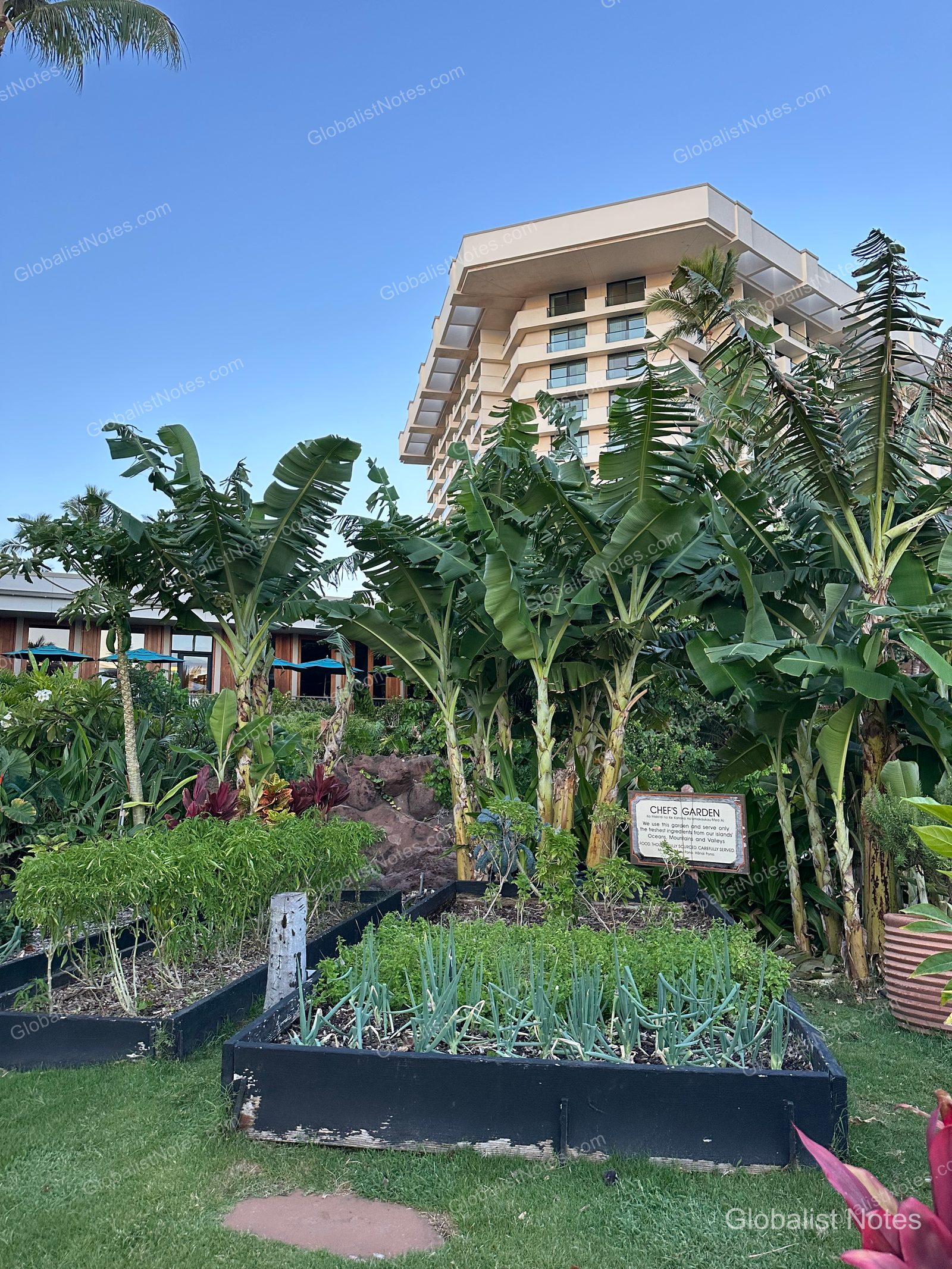 Chef's Garden at Hyatt Regency Maui Resort and Spa in Lahaina, Hawaii. Various vegetables and herbs are planted in black garden beds, with the resort building and blue sky in the background.