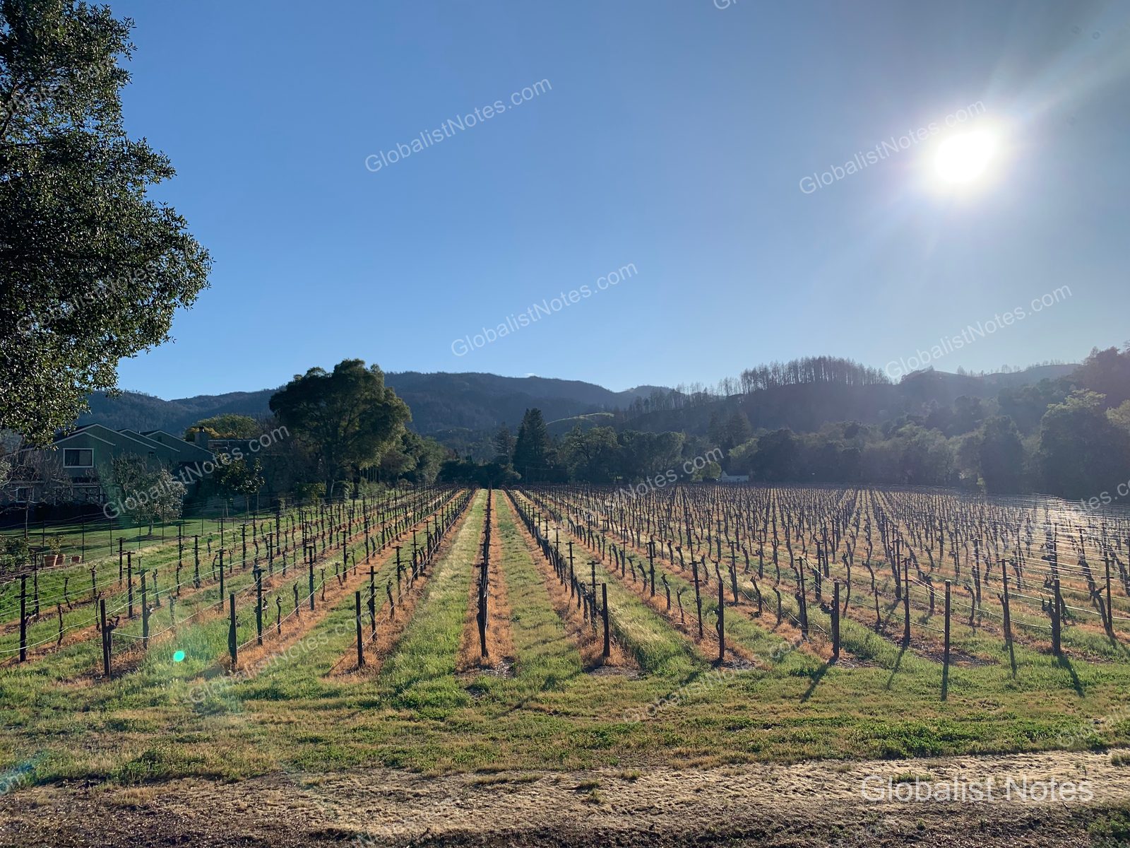 View from the 2 Queen Beds Vineyard View Balcony room at Alila Napa Valley in St. Helena, California, showing rows of vineyards stretching toward low mountains under a bright, clear sky.