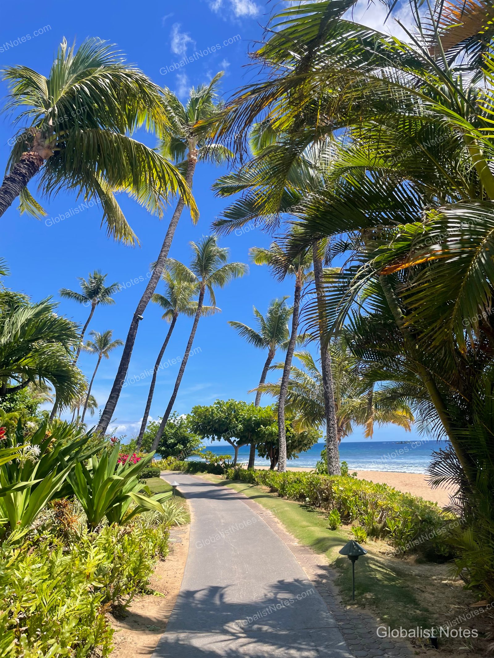 A palm-lined walkway at Hyatt Regency Maui Resort and Spa. The paved path is flanked by lush tropical plants and palm trees, leading toward the beach and blue sky in the distance.