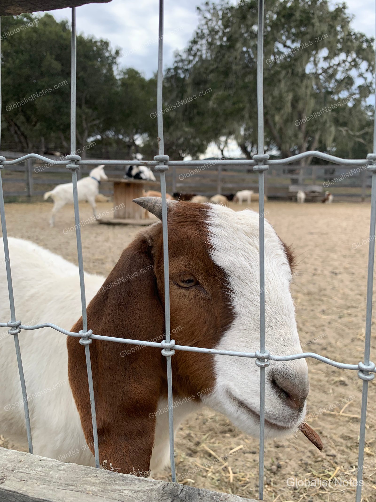 Carmel Valley Ranchの柵越しに見えるヤギたち。手前に茶と白の毛並みのヤギが立ち、奥の砂地では他のヤギたちが自由に歩き回っています。