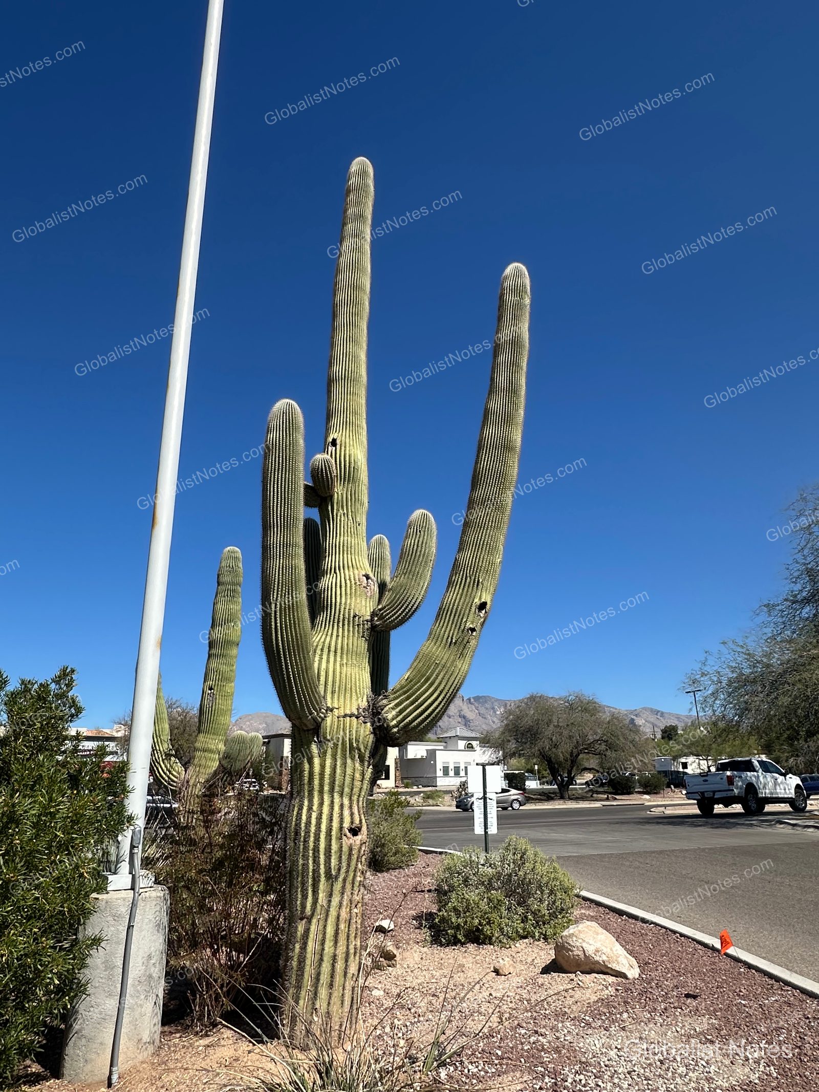 Hyatt Place Tucson Central 停車場旁矗立著巨大的巨人柱仙人掌，背景為土桑湛藍天空與遠方山景。