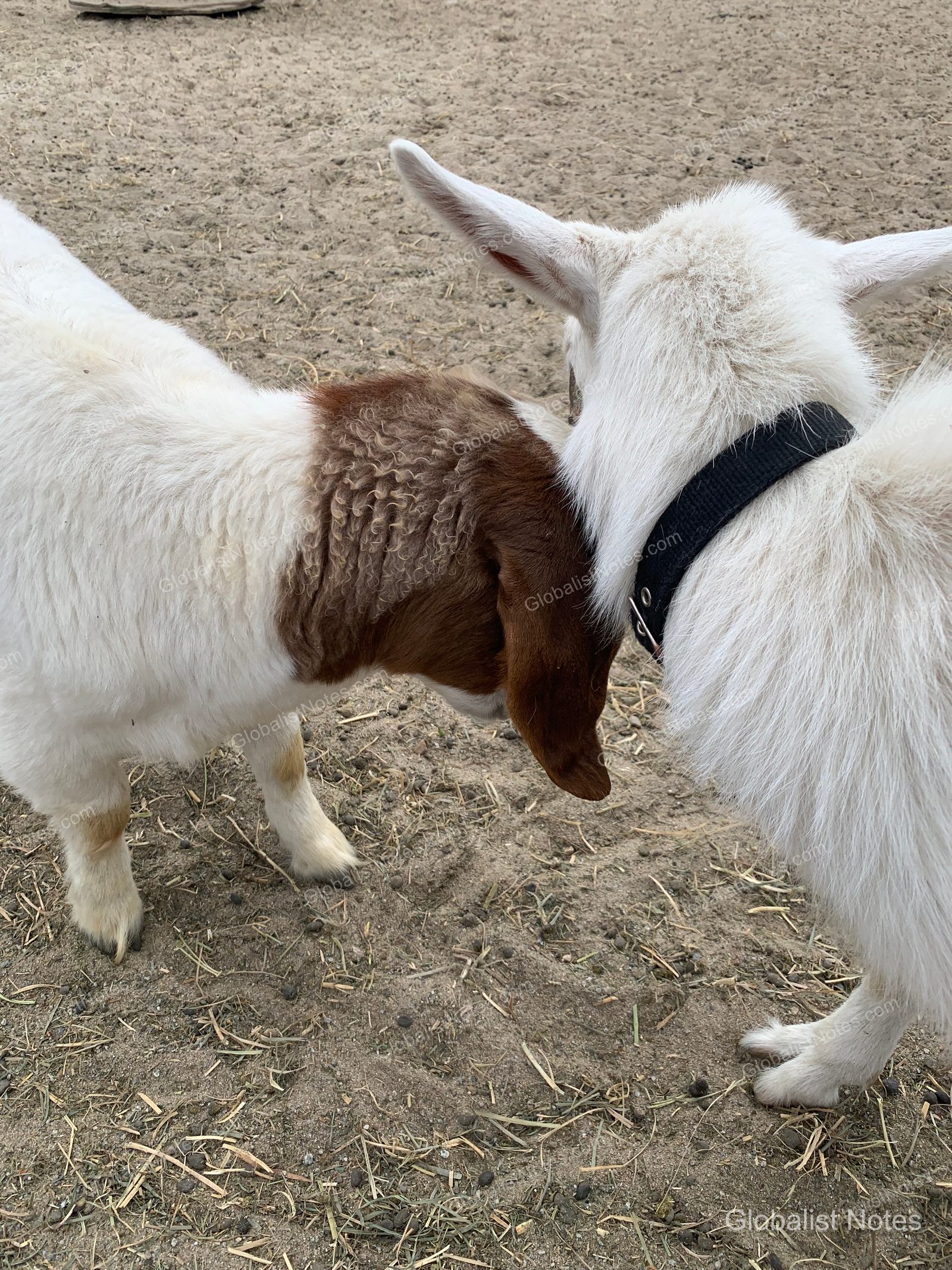 Carmel Valley Ranchの牧場にて。黒い首輪をした白いヤギと、茶色と白の毛並みのヤギが寄り添っている様子。