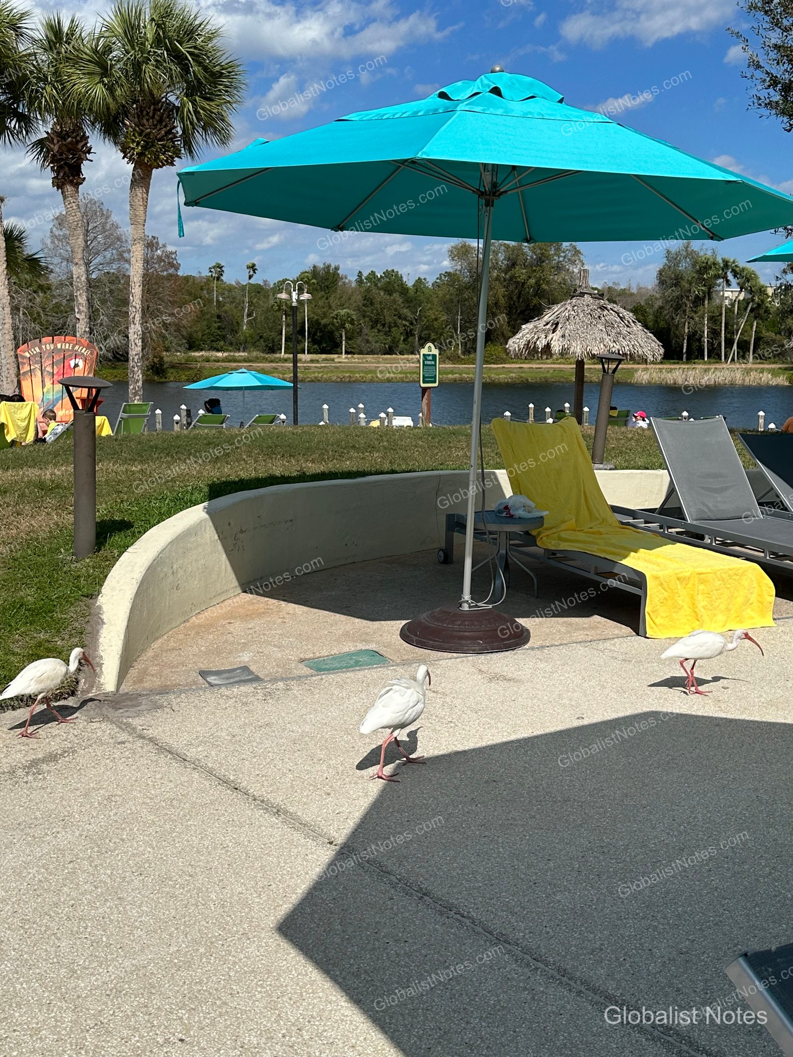 Outdoor pool deck at Hyatt Regency Grand Cypress. Sun loungers with yellow towels are placed under turquoise umbrellas, with three white ibises walking on the concrete in the foreground. The background shows a lawn, lake, and palm trees.