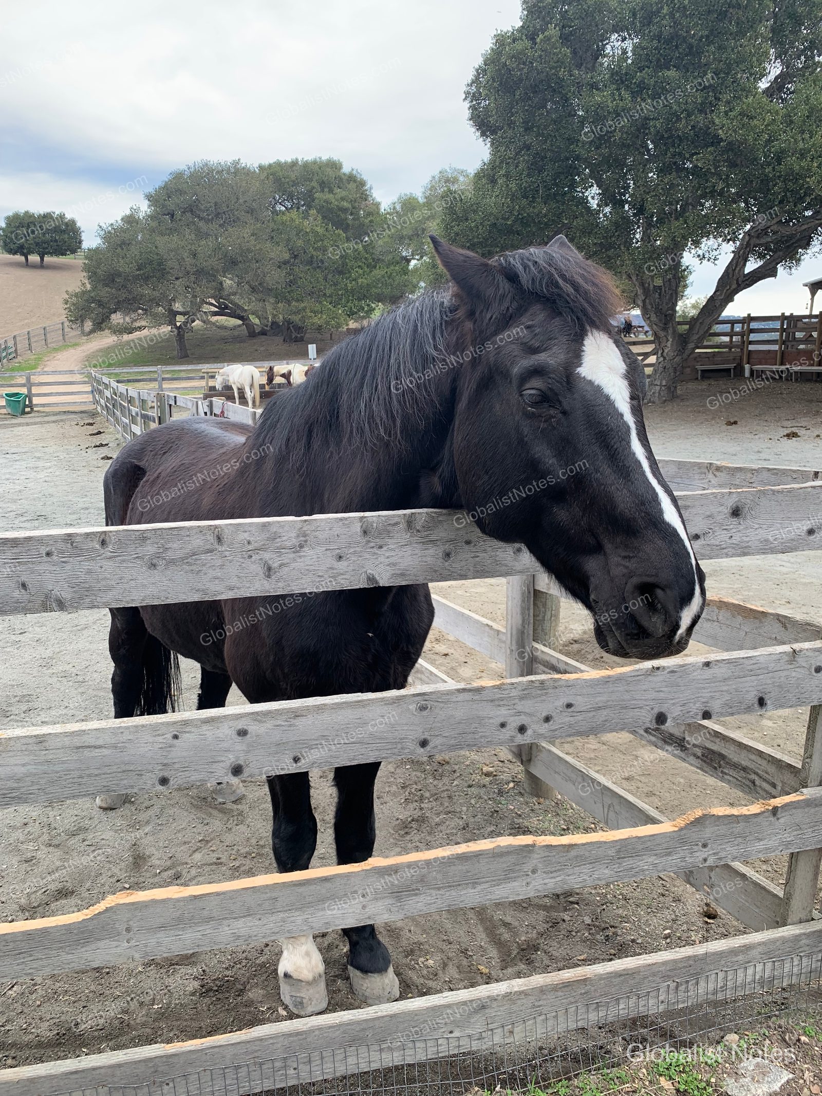 Carmel Valley Ranchの牧場エリア。木の柵から顔を出す黒い馬と、背景には他の馬や木々が広がっています。