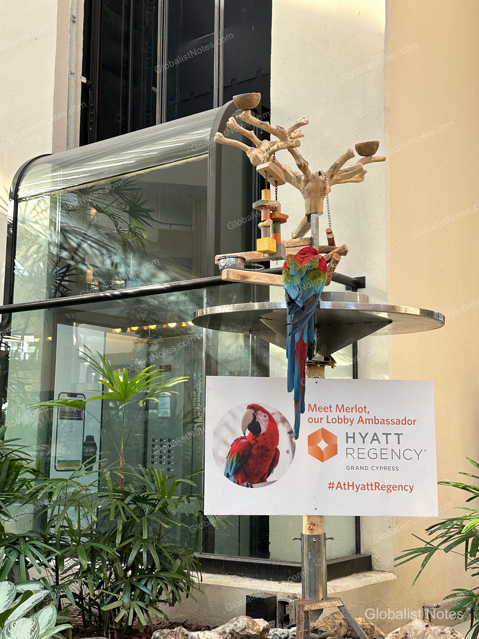 Merlot, a red and blue parrot, perched on a wooden stand in the lobby of Hyatt Regency Grand Cypress in Orlando, with an informational sign below.