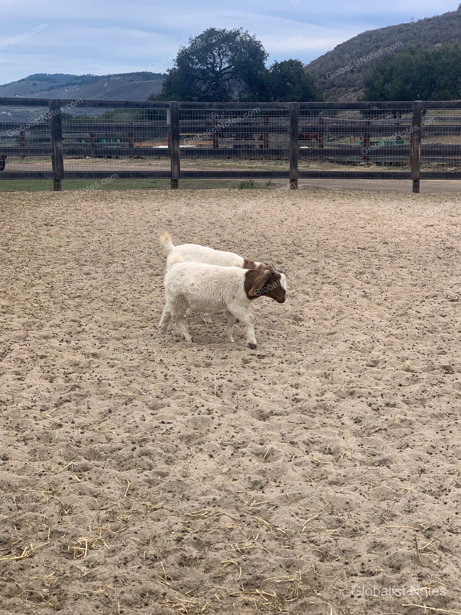 Carmel Valley Ranchの屋外牧場に並んで立つ、白と茶色のヤギ2頭。背景には木の柵と緩やかな丘が広がっています。